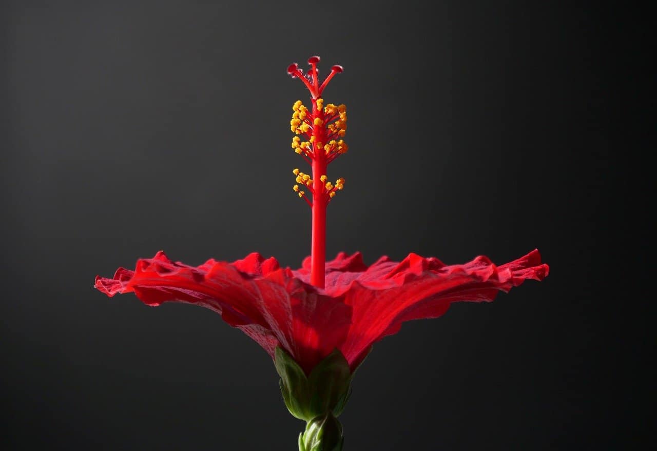 Blooming Beauty: A Visual Journey Through Nature’s Splendor